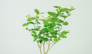 网购回来的茉莉花怎么种?（网购回来的茉莉花怎么种视频）