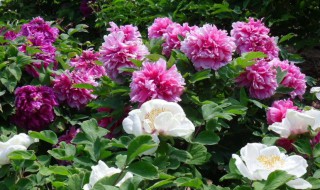 凤丹的种植要注意什么（凤丹怎么种植）