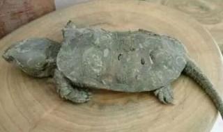 巴西龟的窝怎么布置?（巴西龟的窝怎么布置）