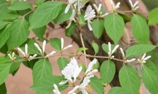 金银花枯黄落叶了怎么办?（金银花枯黄落叶了怎么办小妙招）