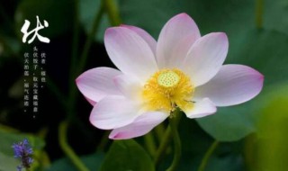 入伏注意 入伏注意身体