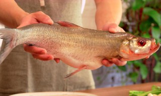 翘嘴鱼叫什么名字 翘嘴鱼全名