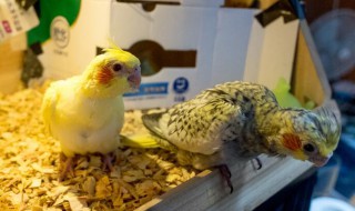 单只母玄凤下蛋怎么办? 两只母玄凤在一起会下蛋吗