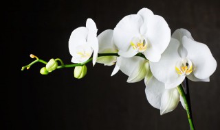 兰花发新芽怎么养护?（兰花发新芽怎么养护视频）