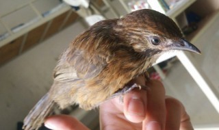 画眉鸟怎么才能养得好?（画眉鸟怎么才能养得好）