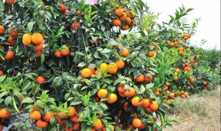 沃柑怎么种植? 沃柑怎么种植