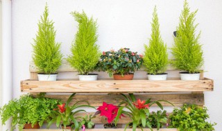 绯花玉怎么养才开花? 绯玉花开花前怎么养护