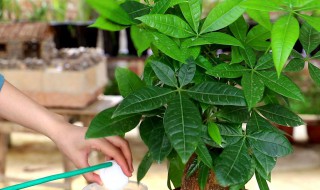 发财树怎么养才能更旺盛? 冬季发财树怎么养才能更旺盛