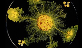 黏菌怎么培养?（黏菌怎么培养）