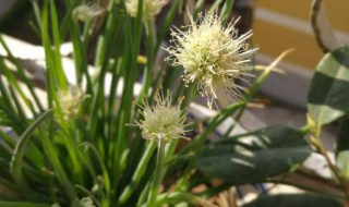 小葱开花怎么处理?（小葱开花怎么处理最好）