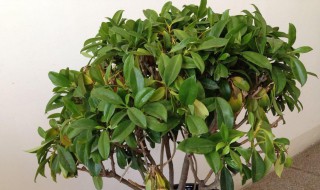 非洲茉莉怎么养才能更旺盛?（非洲茉莉怎么养才能更旺盛视频）