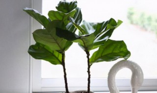 琴叶榕怎么养出叉枝?（琴叶榕分叉如何修剪）