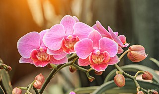 兰花怎样养护才能长出花蕾?（兰花怎样养护才能长出花蕾）