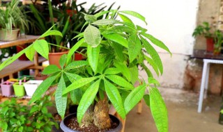 发财树怎么养护最好?（冬天发财树怎么养护最好）