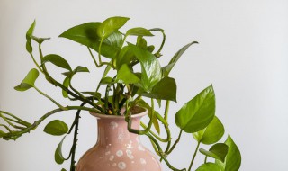 绿萝怎么养得又粗又绿? 绿萝怎么养得又粗又绿又壮