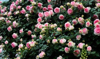 龙沙宝石爬藤月季怎么养? 龙沙宝石藤本月季