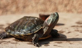 小乌龟怎么养?（小乌龟怎么养才能活得长久一点）