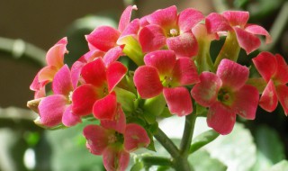 夏季如何养长寿花? 夏季如何养长寿花视频