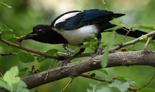 喜鹊幼鸟怎么喂养?（喜鹊幼鸟怎么喂养好）