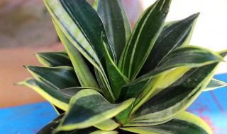 虎皮兰夏季如何养殖? 虎皮兰夏季如何养殖视频