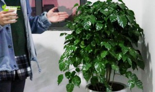 室内幸福树怎么养才能更旺盛?（室内幸福树怎么养才能更旺盛视频）