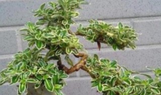 六月雪盆景怎么养?（冬天六月雪盆景怎么养）