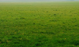 人工草坪施工步骤?（人工草坪施工方案）