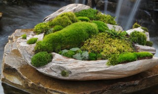 盆景青苔怎么培养?（盆景青苔怎么培养）