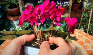 仙客来花谢后种球怎么养护? 仙客来花谢后种球怎么养护