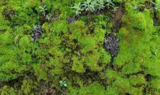 青苔怎么养才茂盛? 怎么让盆景里的青苔长得茂盛
