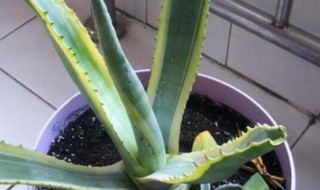 虎皮兰怎么养才长得好?（虎皮兰怎么养才长得好）