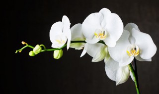 如何养蝴蝶兰?（如何养蝴蝶兰才开花）