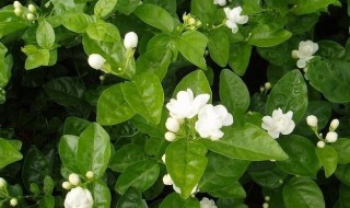茉莉花怎么养才长得好?（茉莉花怎样养才好）