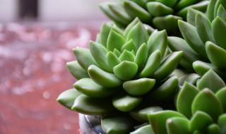 新手如何养多肉? 新手如何养多肉植物长根