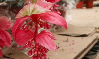 宝莲灯花谢了怎么才能长新芽? 宝莲灯花谢了怎么才能长新芽