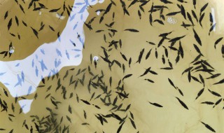 鲈鱼水花苗怎样养殖? 鲈鱼花苗可以在水池养殖吗