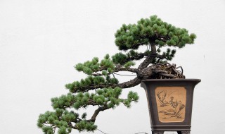 柏树盆景怎么养护? 柏树盆景怎么养护