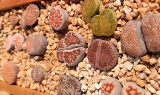 生石花夏天怎么养护?（生石花夏天怎么养护视频）