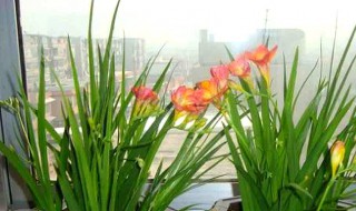 香雪兰花谢后怎么养护? 香雪兰花谢后怎么养护和浇水