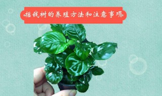 养摇钱树需要注意哪些? 摇钱树应该怎样养?