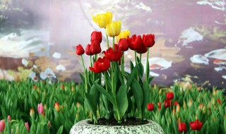 花放在水里怎么活得久一点? 什么花放在水里面能活得久