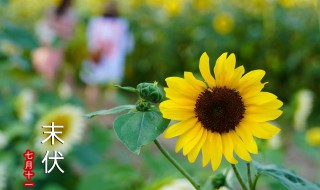 三伏天应该注意什么（三伏天应该注意什么和养生）