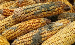 玉米轻微发霉处理方法? 玉米轻微发霉处理方法
