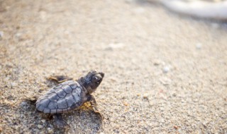 养龟注意事项（养龟需要注意的事项）