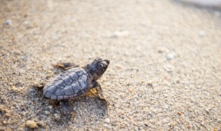 草龟怎么养才好?（草龟怎么养才好）