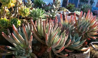 爱杜丽丝多肉怎么养? 爱杜丽丝多肉怎么养分头