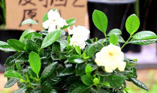 带花苞栀子花刚买回来怎么养? 带花苞栀子花刚买回来怎么养活