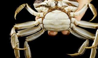 幼崽螃蟹怎么养活? 幼崽螃蟹怎么养活的快