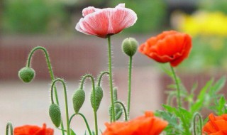 虞美人鲜切花怎么养? 虞美人鲜切花怎么养