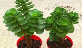 金钱木怎么养才茂盛多头?（怎样养金钱木才能叶片大）